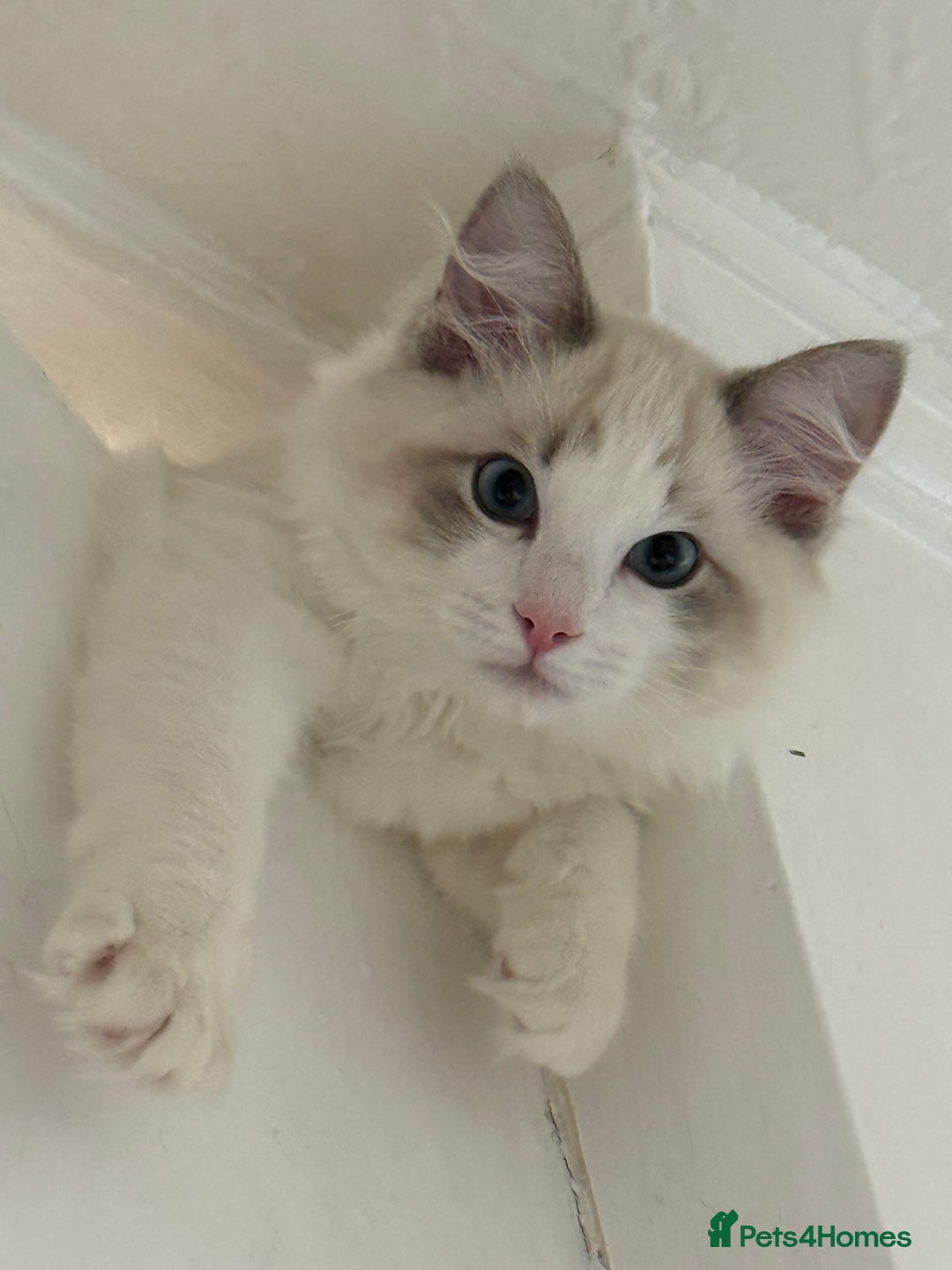 Ragdoll cats for sale: Ragdoll male kitten  - Image 1