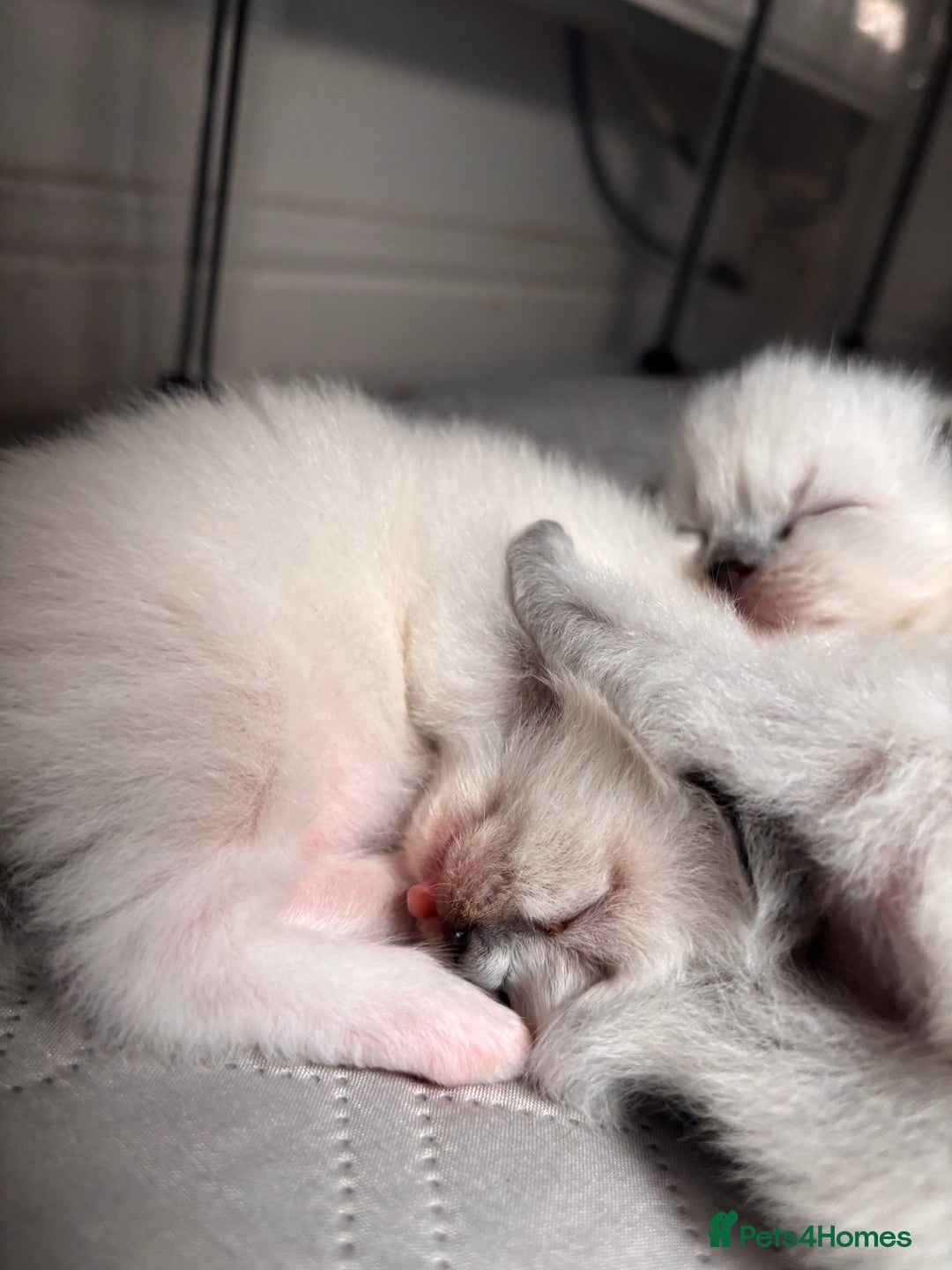 Ragdoll cats for sale: Last mitted Ragdoll girl available - Advert 8