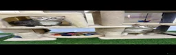 Mixed Breed cats for adoption: Indoor *SPECIAL NEEDS* blind rescue siblings  in Bedford - Advert 2