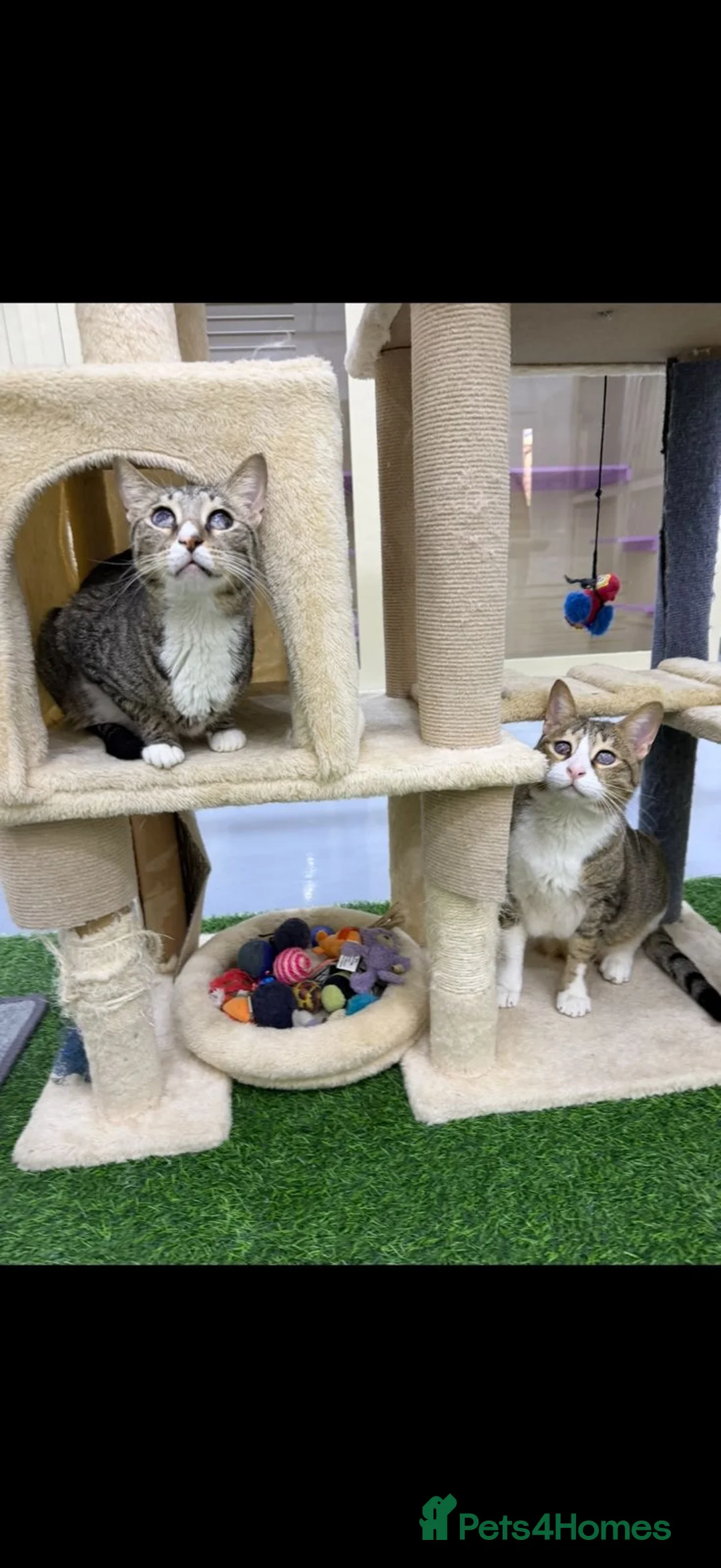 Mixed Breed cats for adoption: Indoor *SPECIAL NEEDS* blind rescue siblings  in Bedford - Advert 2