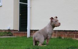 American Bully dogs for sale: GrCh Big Bounty x TIKTOK litter - Image 15