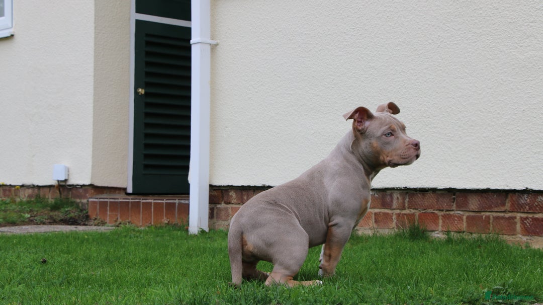 American Bully dogs for sale: GrCh Big Bounty x TIKTOK litter - Image 15