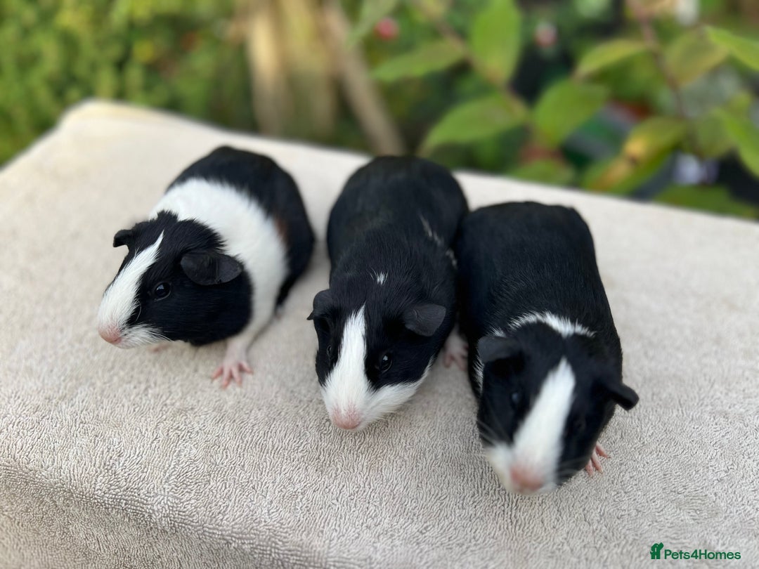 Guinea Pig rodents for sale: Sows/ Female Guinea pigs - Image 5