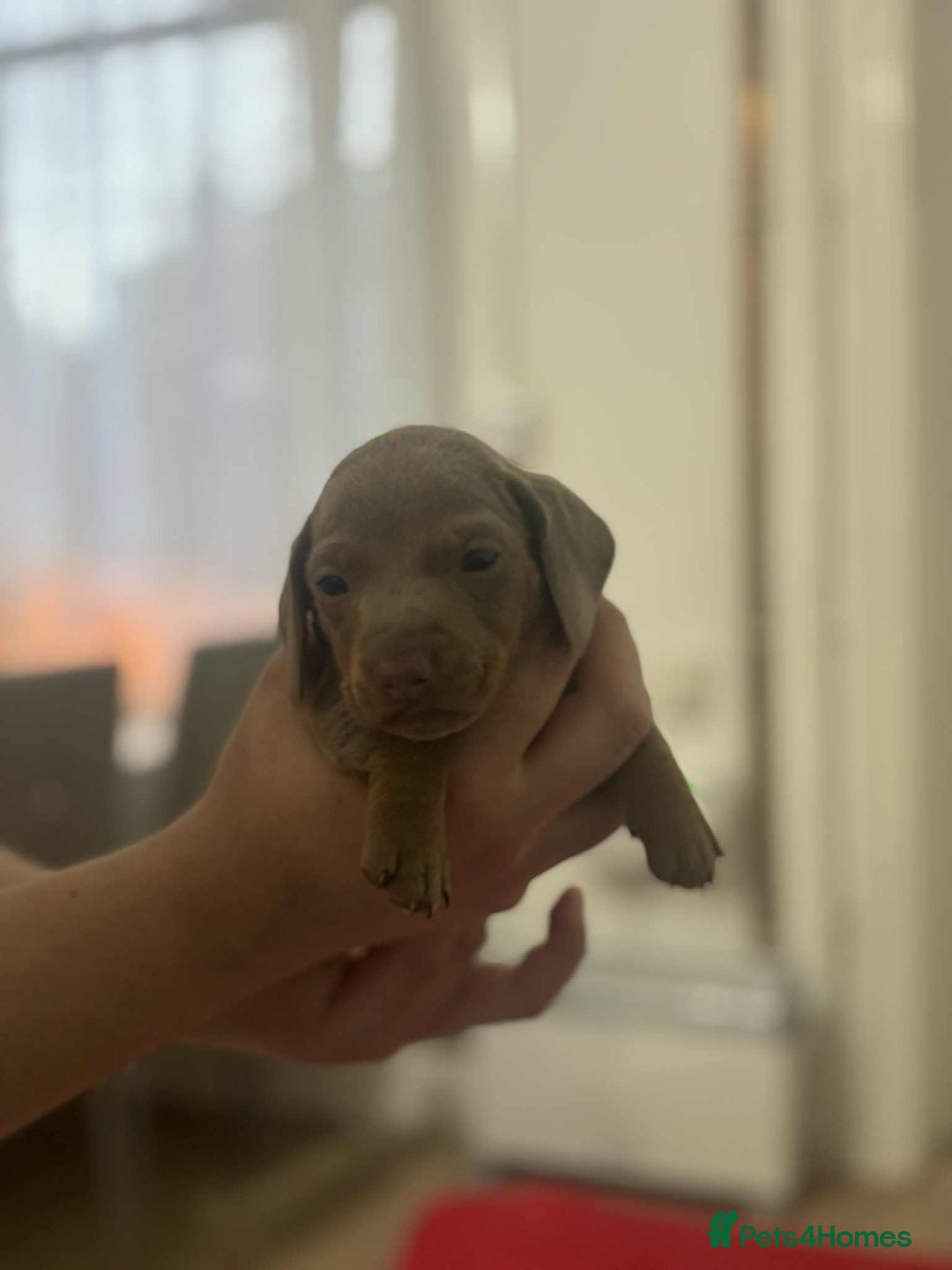 Miniature Dachshund dogs for sale: 6 Beautifull mini dachshunds - Advert 7