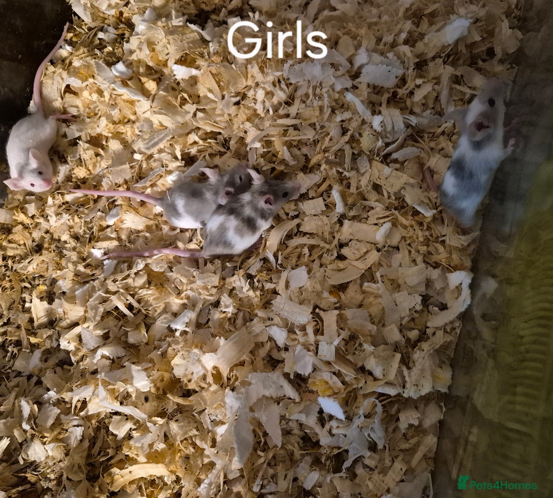 Mouse rodents for sale: 5 Cute Baby Fancy Mice - Advert 3
