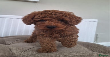 Labradoodle dogs - Advert 10