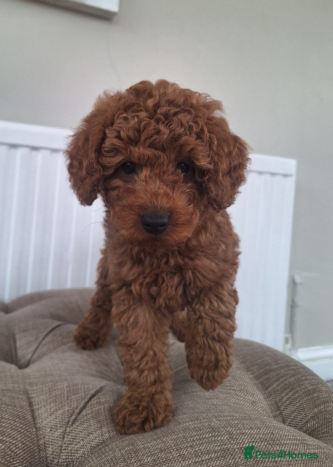 Labradoodle dogs for sale: ✨️Miniture Labradoodles✨️READY NOW🏡 - Image 2