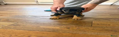 Dobermann Puppy 2 light blue collar
