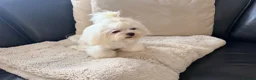 Maltese dogs for sale: Full Korean Female Maltese Age 5 - Advert 11