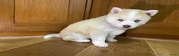 Pomsky dogs for sale: Stunning Blue Eyed F4 Pomsky Puppies in Widnes - Advert 8