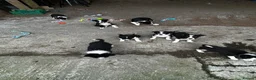 Border Collie dogs for sale: Border collie puppies  in Crianlarich - Advert 3