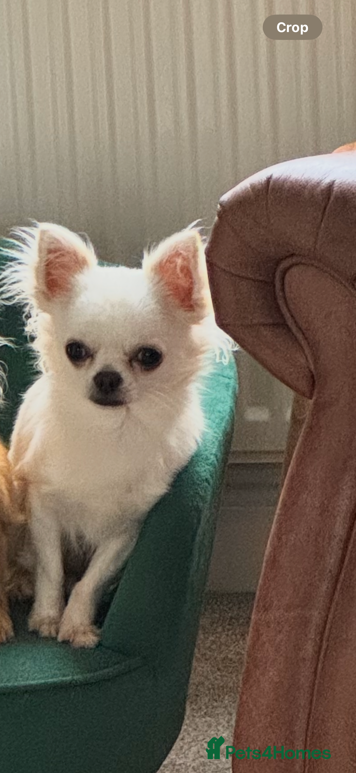 Chihuahua dogs KC Registered L/C Chihuahuas - Advert 10