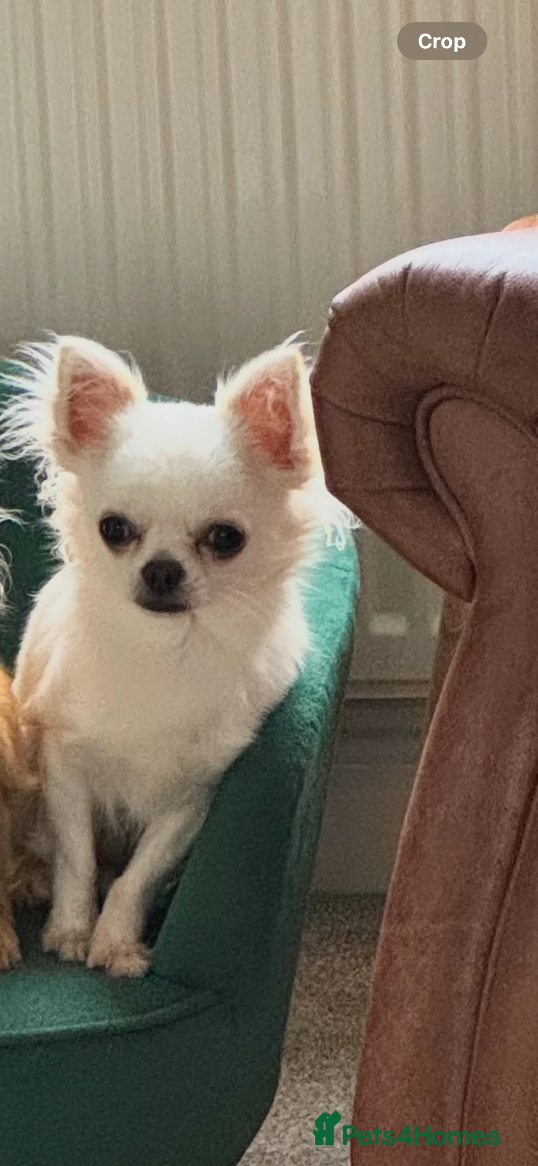 Chihuahua dogs for sale: KC Registered L/C Chihuahuas - Advert 1