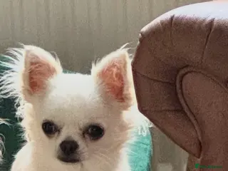 Chihuahua dogs KC Registered L/C Chihuahuas - Advert 10