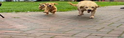 Golden Retriever dogs for sale:  Golden Retriever Puppies – 3 Beautiful Boys - Advert 6