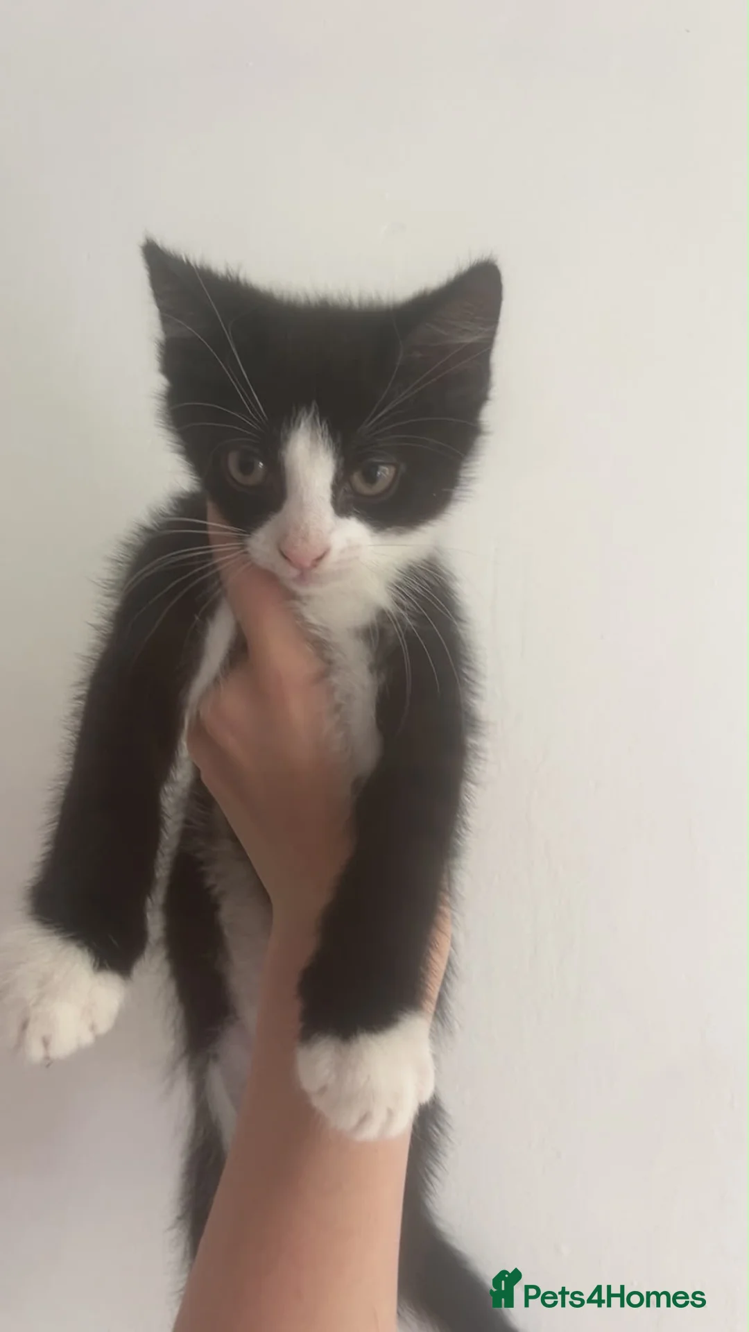 Mixed Breed cats for sale: 3 cute kittens ready for forever home  - Advert 11