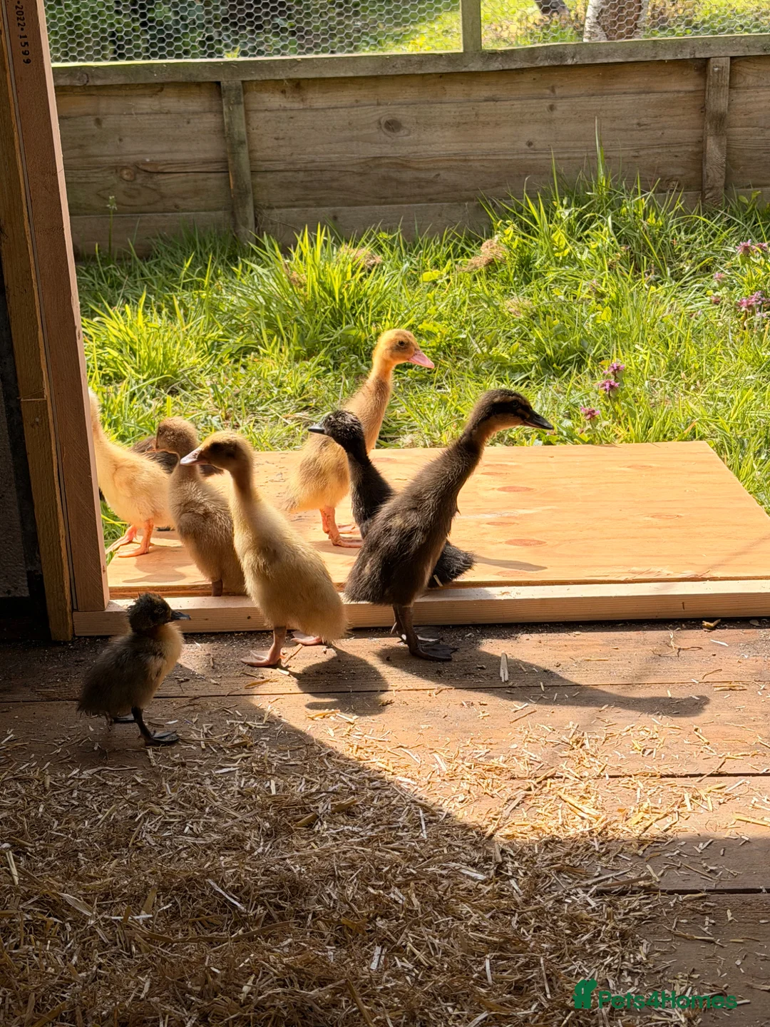 Ducks poultry for sale: Indian runner ducks mixed colours  in Beccles - Advert 1