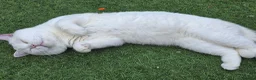 British Shorthair cats for stud:  PROVEN White British Shorthair Stud Service 🤍 - Advert 7