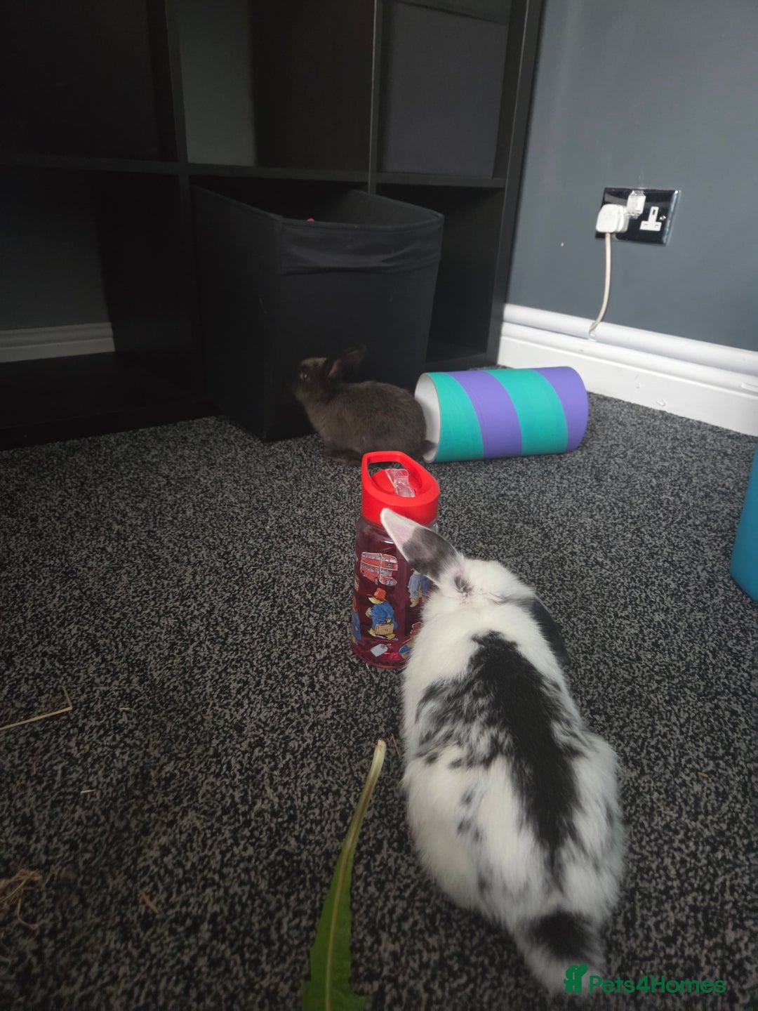 Mixed Breed rabbits for sale: 2 male rabbits and cage plus accessories  - Advert 5