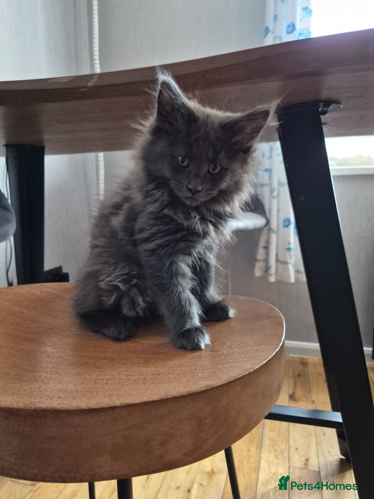 Maine Coon cats Beautiful Maine coon kittens - Advert 1