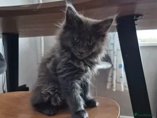 Maine Coon cats Beautiful Maine coon kittens - Advert 1