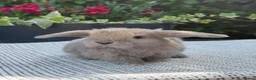 Mini Lop rabbits for sale: 7 Beautiful Mini Lop Bunnies - Advert 3