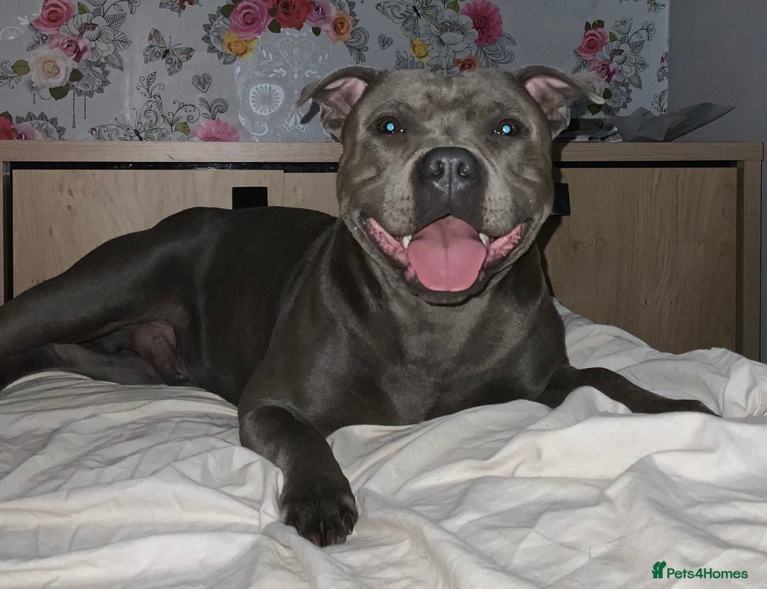 Staffordshire Bull Terrier dogs for stud: PROVEN KC REGISTERED STAFFORDSHIRE BULL TERRIER in Bradford - Advert 2