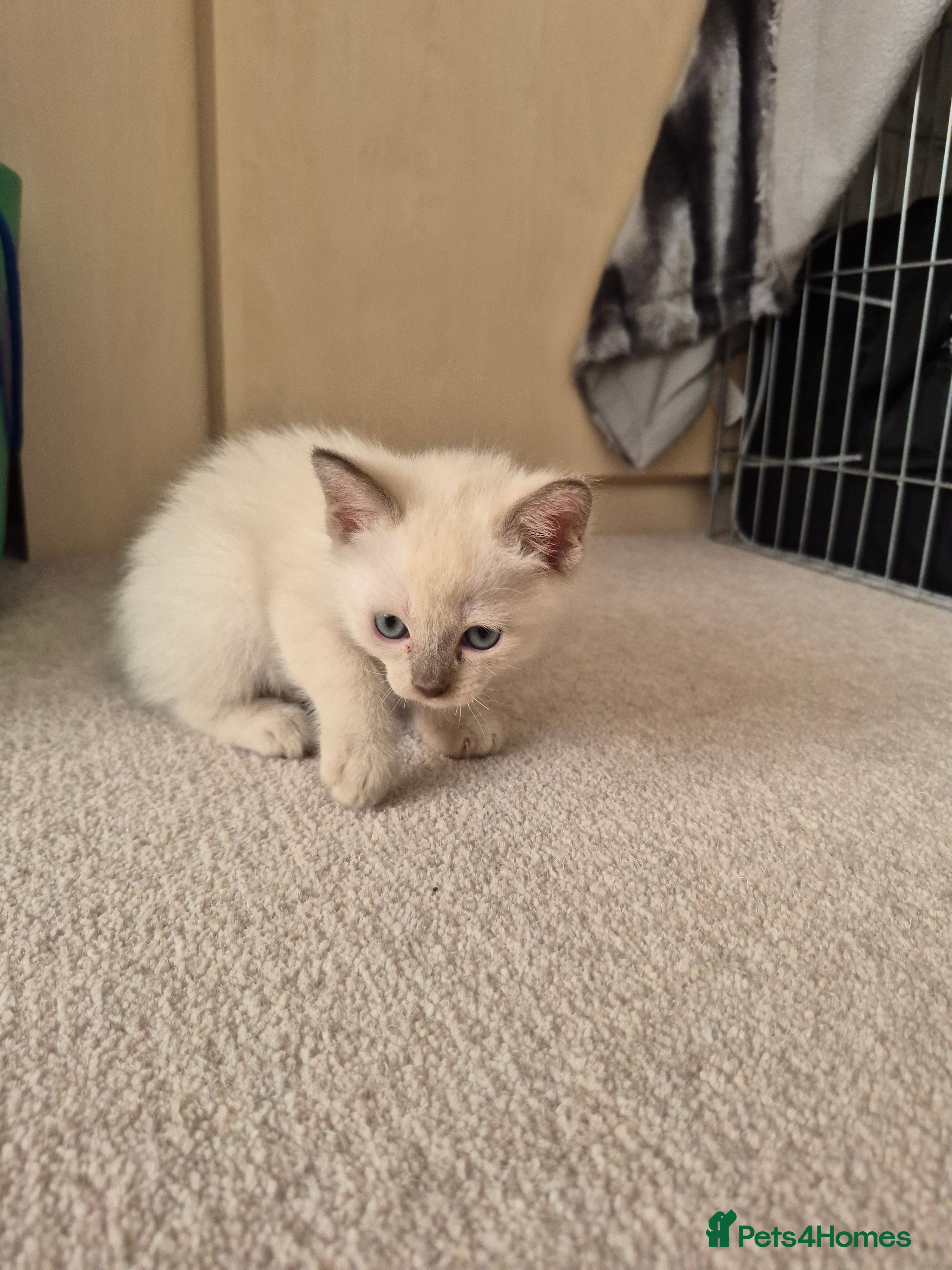 Mixed Breed cats Lovely Tonkinese(Burmese/Siamese) - Advert 3
