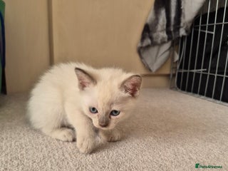 Mixed Breed cats Lovely Tonkinese(Burmese/Siamese) - Advert 5