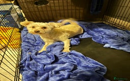 Mixed Breed dogs for sale: Labradoodle x jack russell female - Image 3