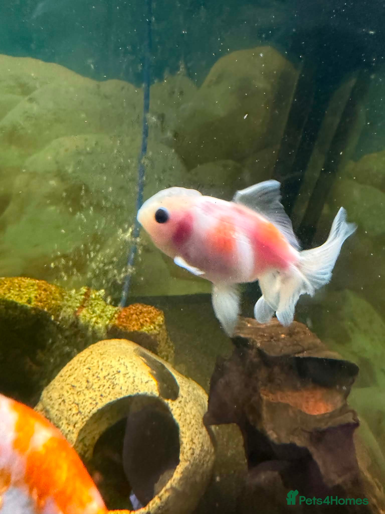 Fancy Goldfish fish Lots of fancy goldfish  - Advert 1