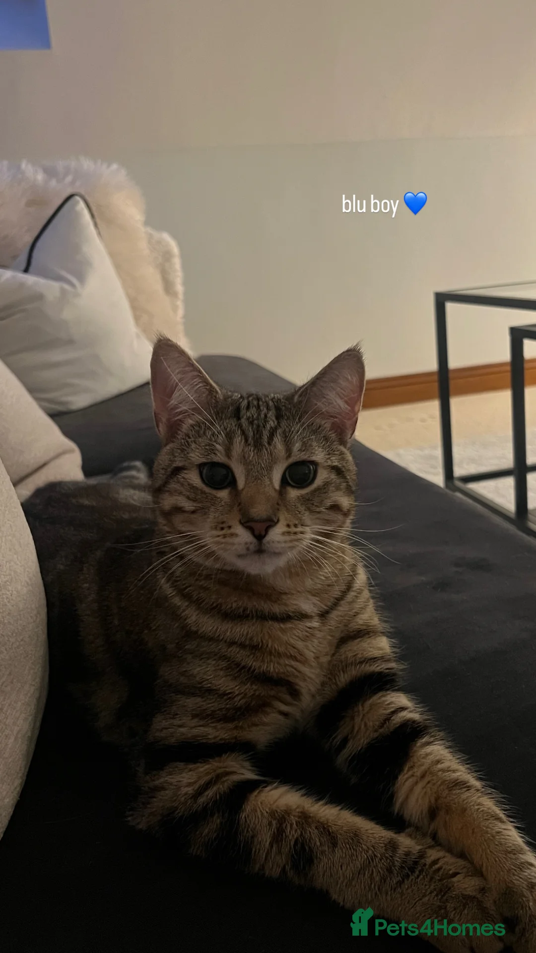 Mixed Breed cats for sale: 2 male cats to rehome  - Advert 12