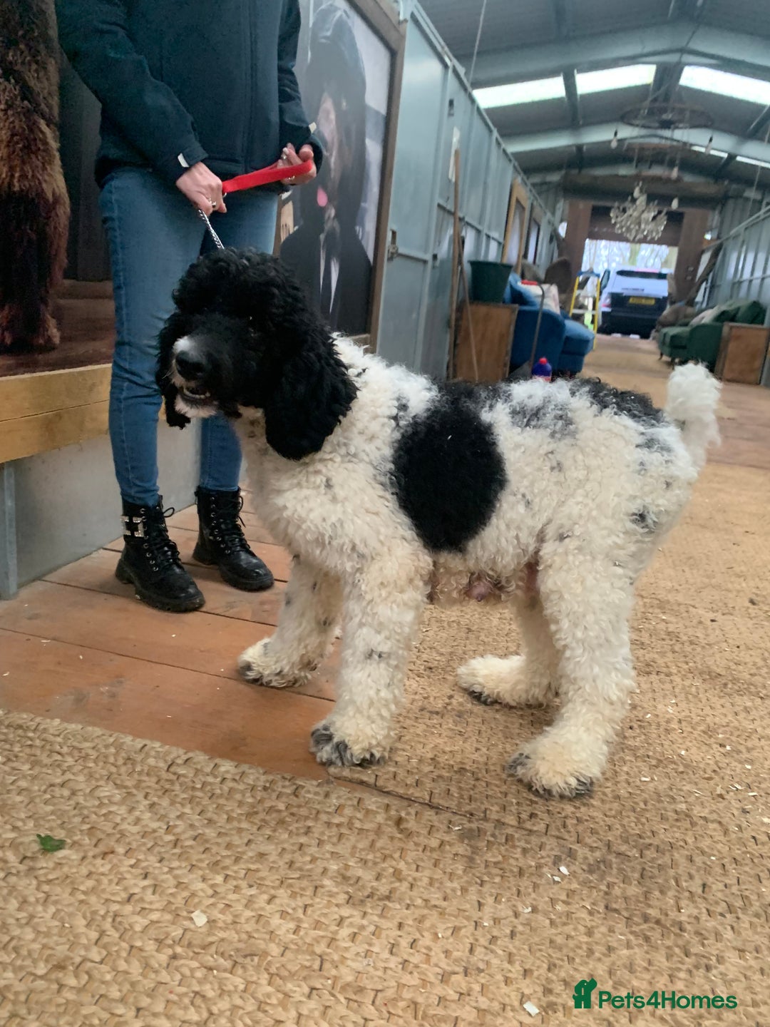 Sheepadoodle dogs for sale: Standard Sheepadoodle READY NOW - Advert 4
