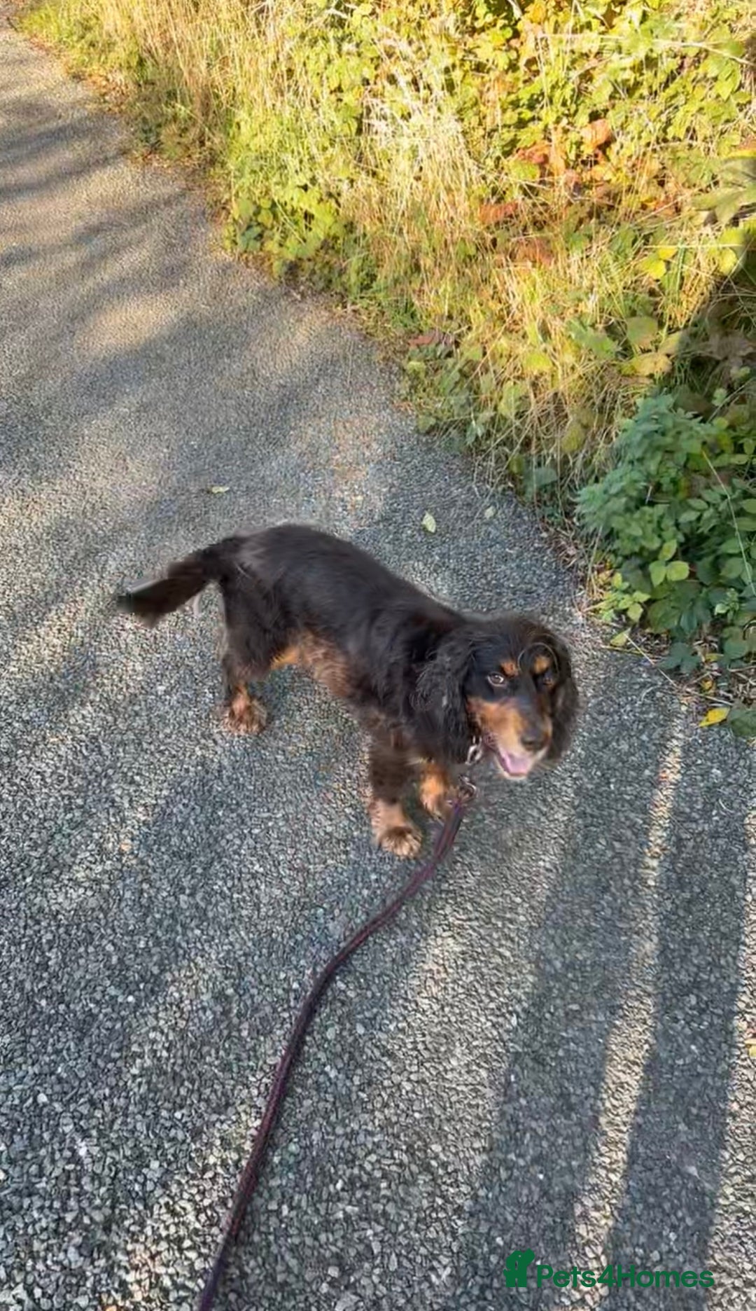 Sprocker dogs for sale: Beautiful litter of working type sprockers  - Image 16