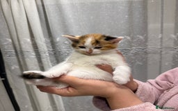 British Longhair cats for sale: Long hair fluffy kittens ginger male available  - Image 9