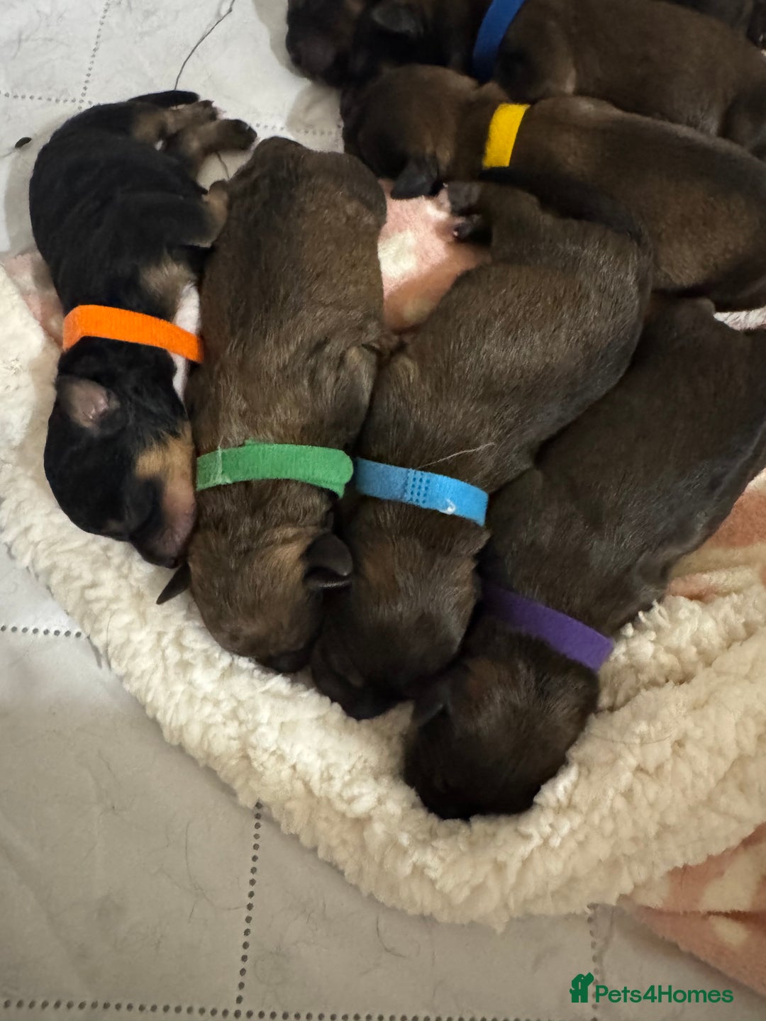 Mixed Breed dogs for sale: Rottweiler cross puppies - Image 2