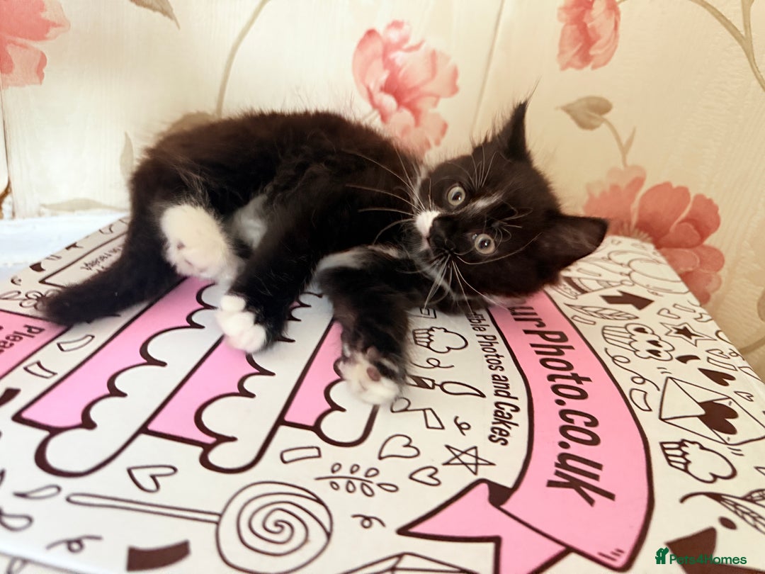 Mixed Breed cats for sale: 5 Beautiful Black & White Kittens Available  - Image 9