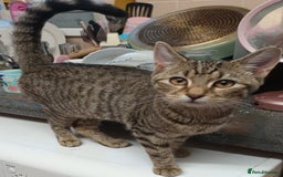 Domestic Shorthair cats for sale: Domestic short hair kittens  - Image 3