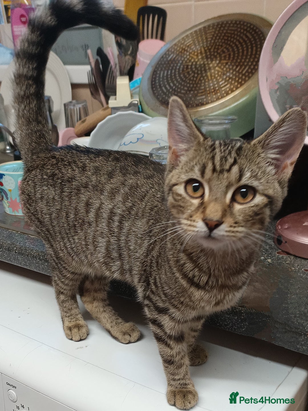 Domestic Shorthair cats for sale: Domestic short hair kittens  - Image 3