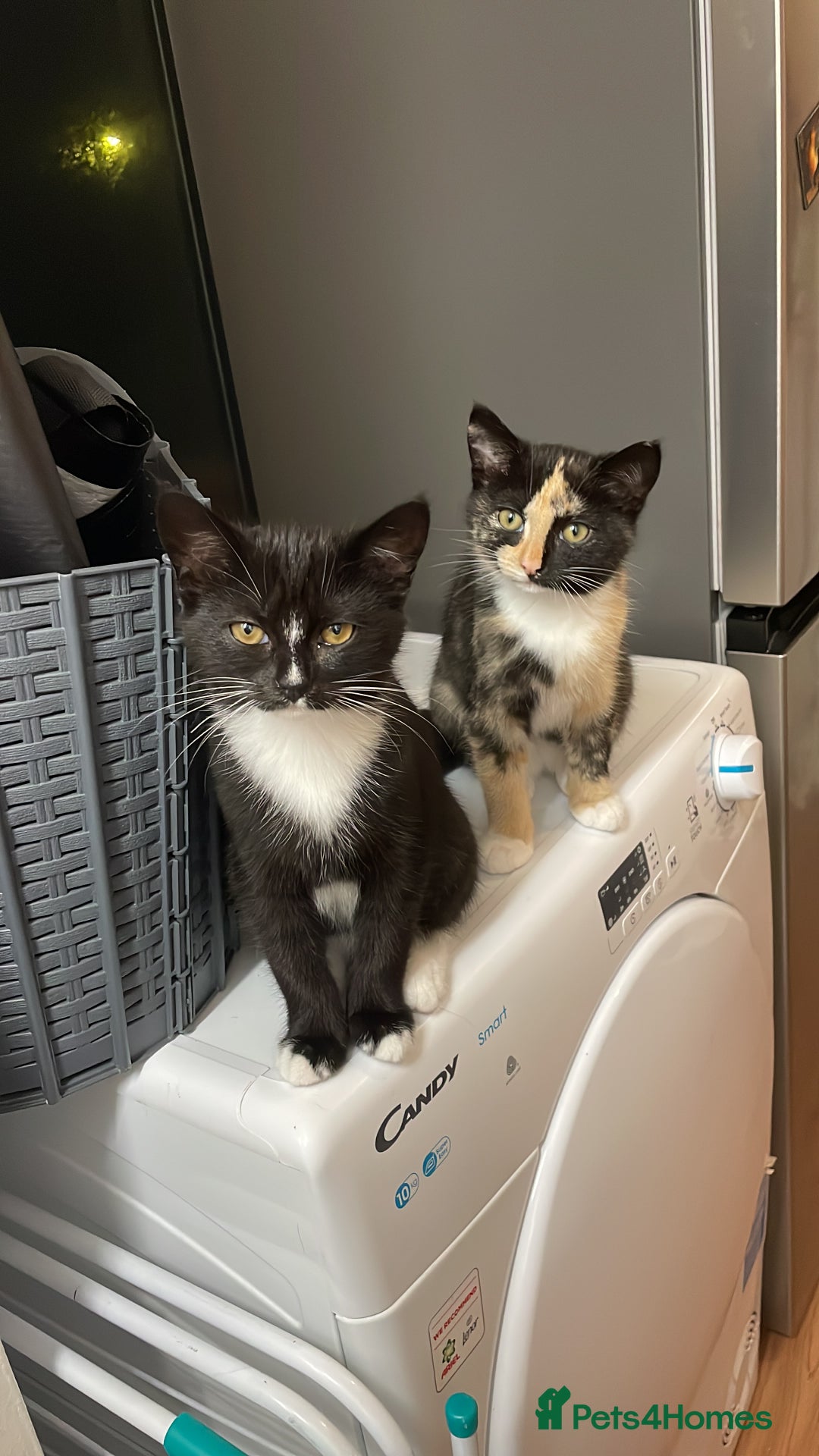 Mixed Breed cats for sale: Two mixed breed kittens - Advert 1