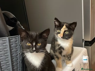 Mixed Breed cats Two mixed breed kittens - Advert 1