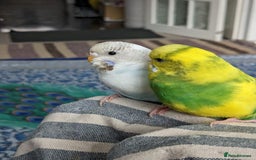 Budgerigars birds for sale: Budgies for Sale Many colours Cages Available  - Image 6