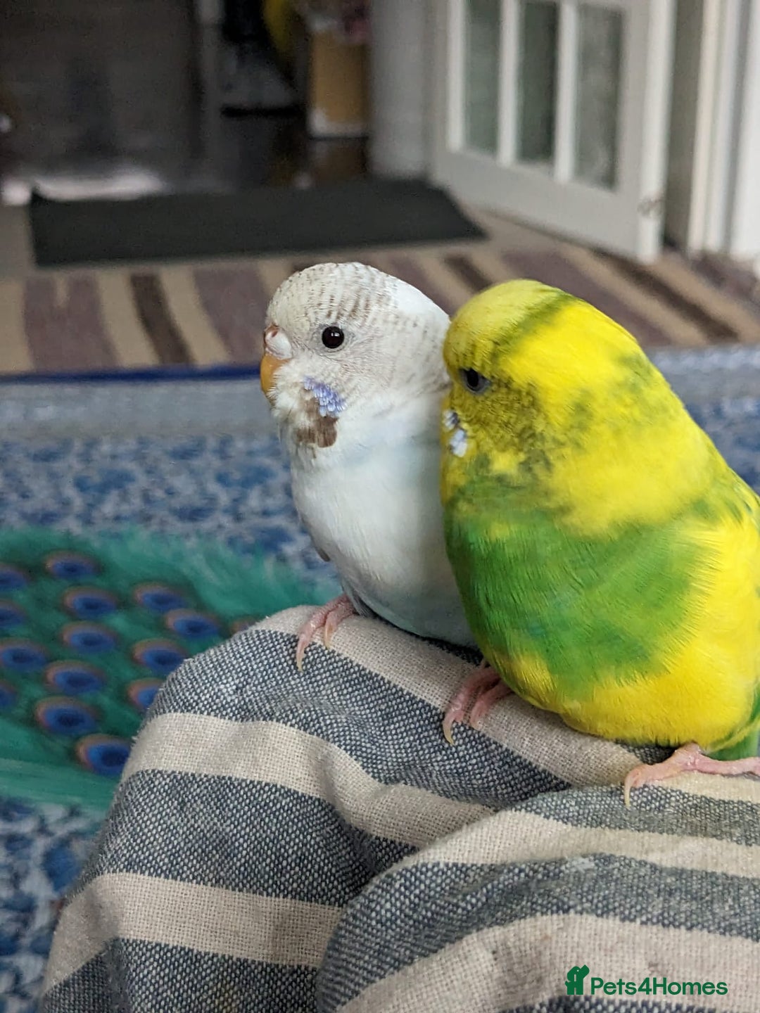 Budgerigars birds for sale: Budgies for Sale Many colours Cages Available  - Image 6