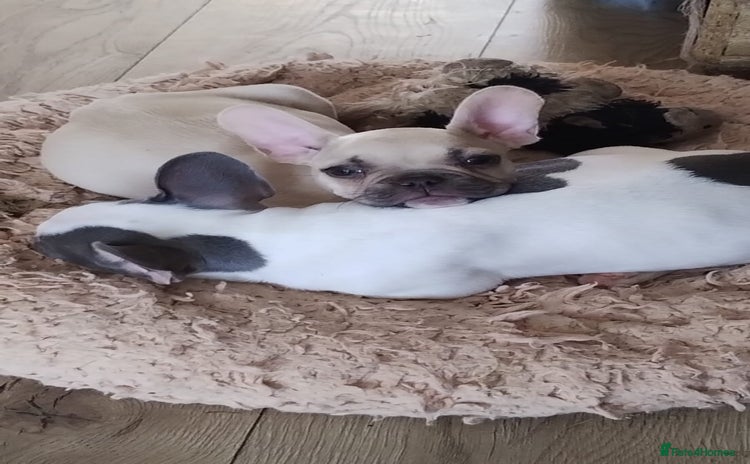 French Bulldog dogs - Advert 15