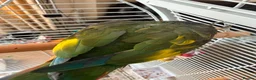 Parrots birds for sale: Hand Tammed White Capped Pionus Nith Lutino Genes in Barking - Advert 8