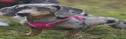 Dachshund dogs for sale: Last Dachshund boy available  in Morecambe - Advert 2