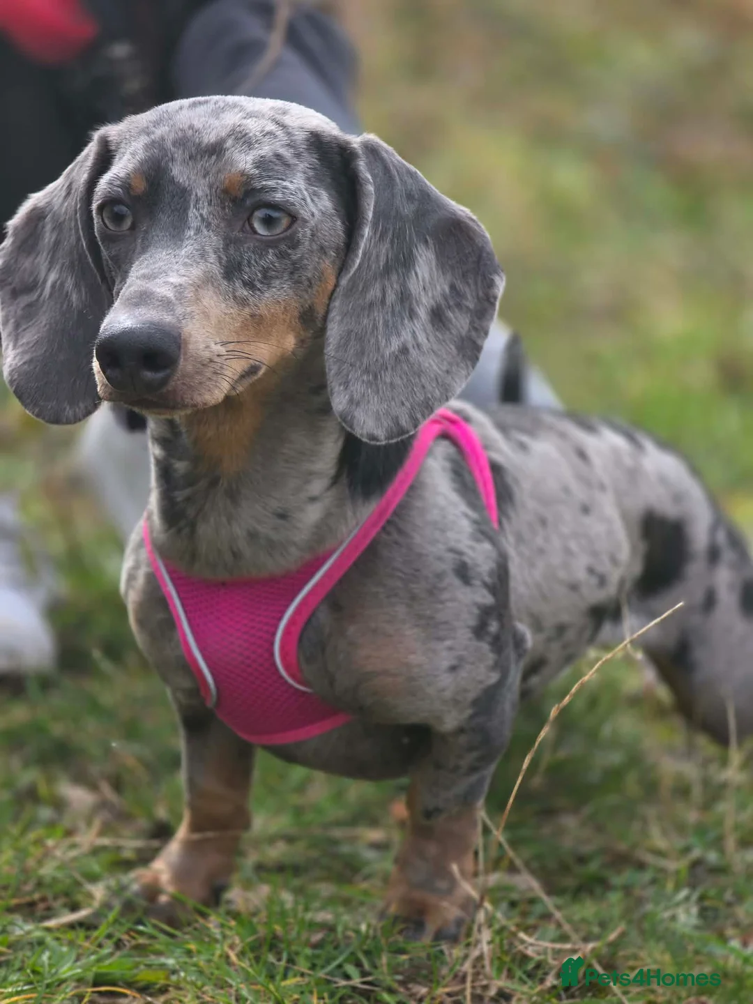 Dachshund dogs for sale: Last Dachshund boy available  in Morecambe - Advert 2