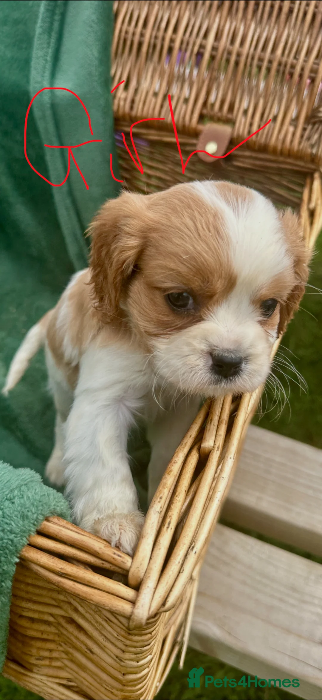 King Charles Spaniel dogs for sale:  Pure King Charles cavalier puppies  - Advert 8