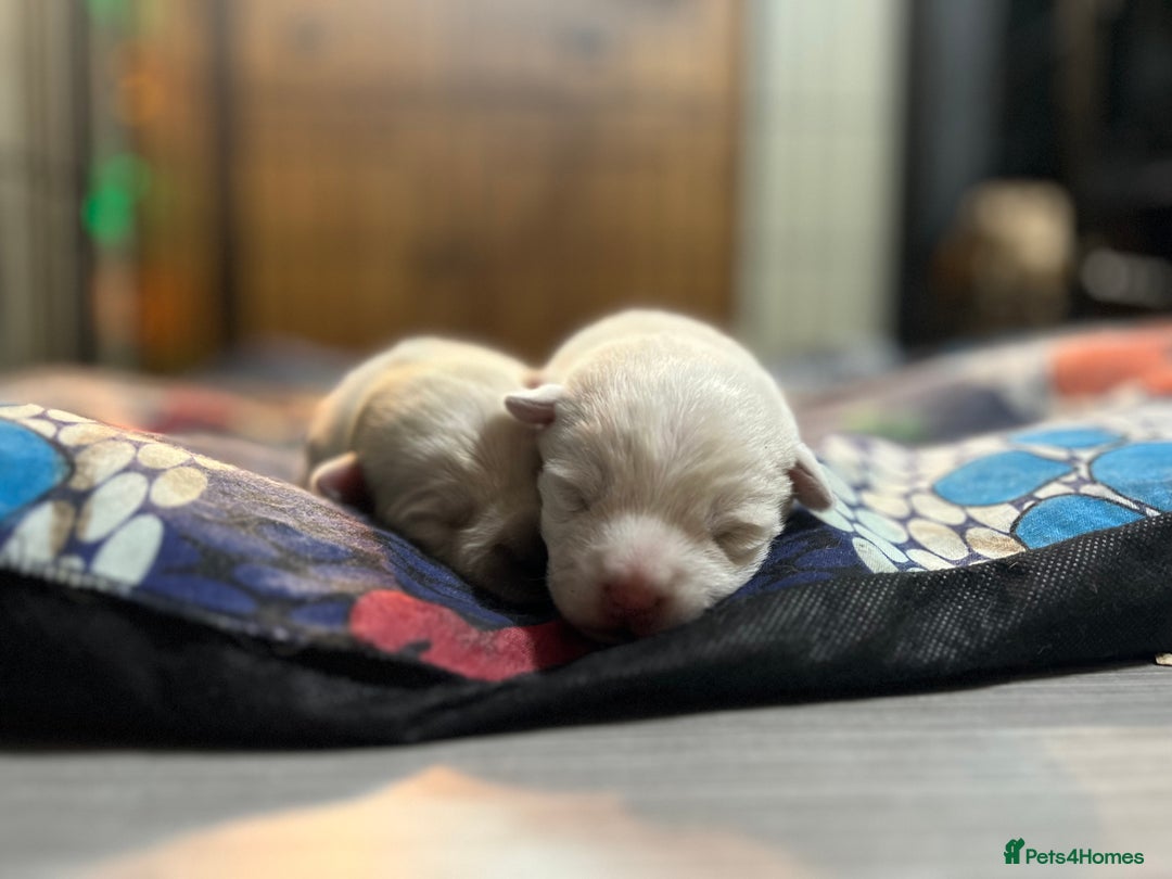 Mixed Breed dogs for sale: Bichon Frise x West Highland Terrier  - Advert 1