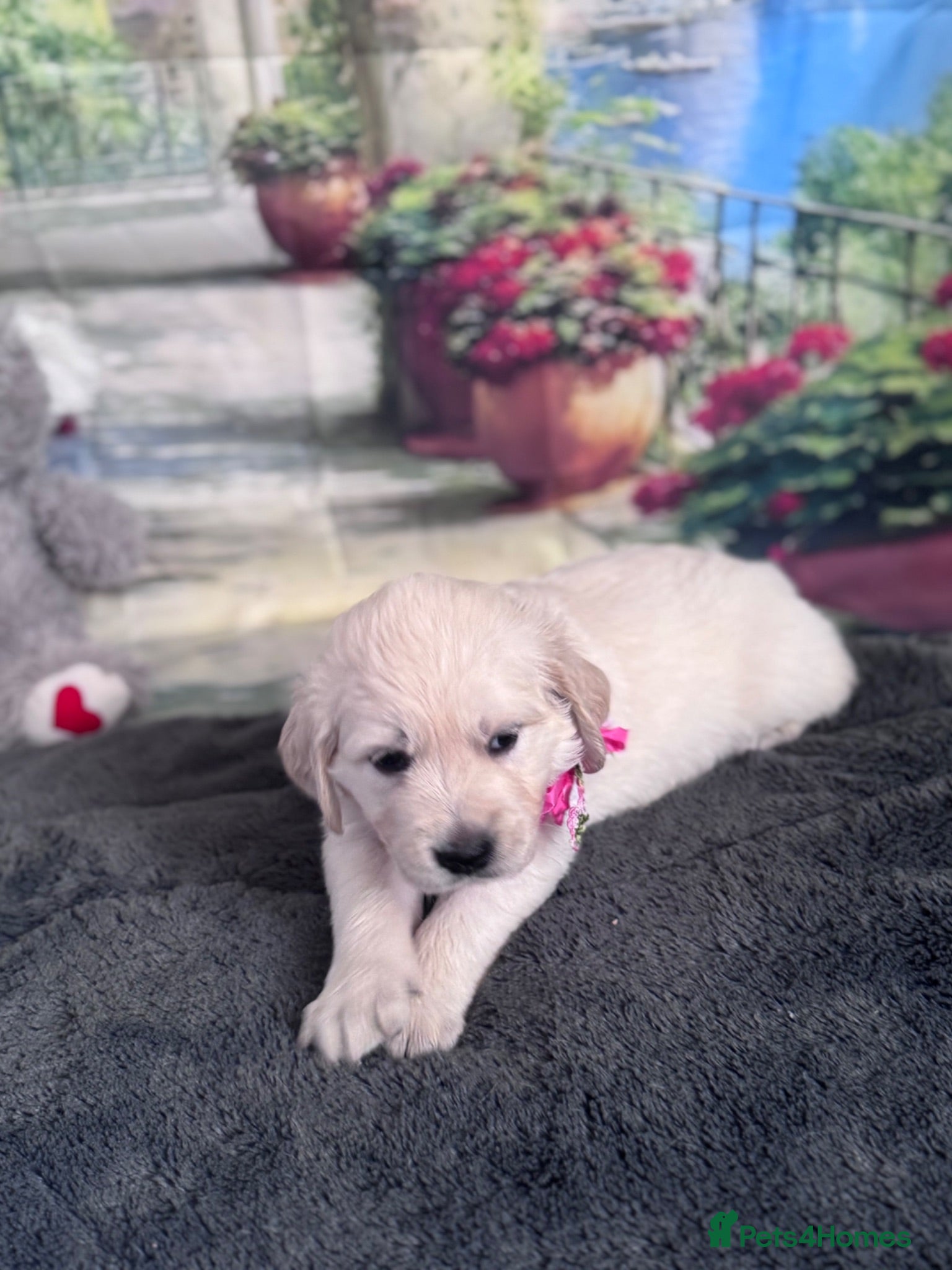 Golden Retriever dogs Beautiful Golden Retriever puppies - Advert 3